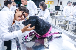 Atendimentos da Clínica Escola de Medicina Veterinária continuam durante as férias