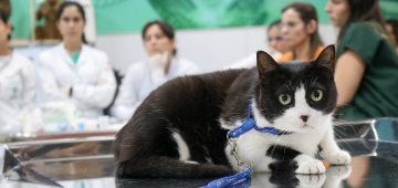 Medicina Veterinária do UNIESP vai criar cadastro de doadores de sangue